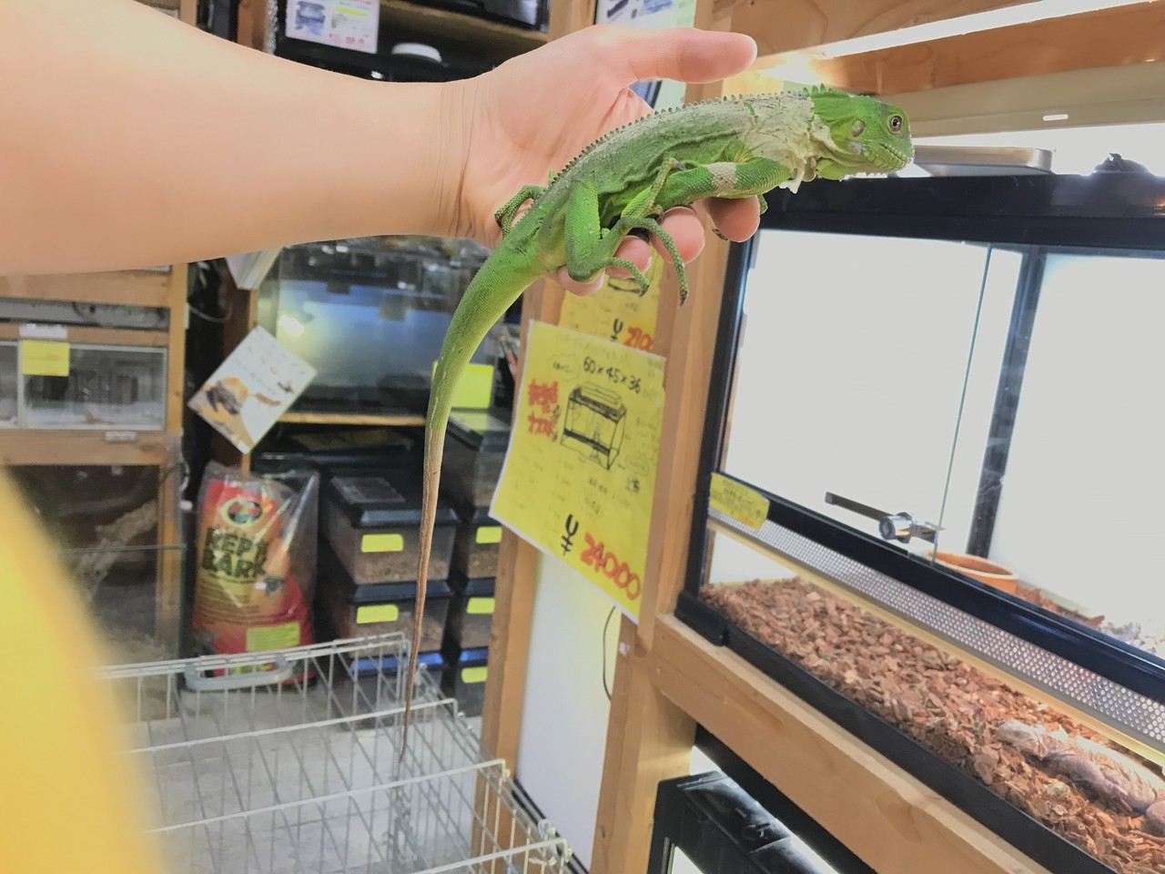 カリブ島イグアナ新入荷 ヤドクガエル なども来てます 爬虫類倶楽部大宮店公式ブログ