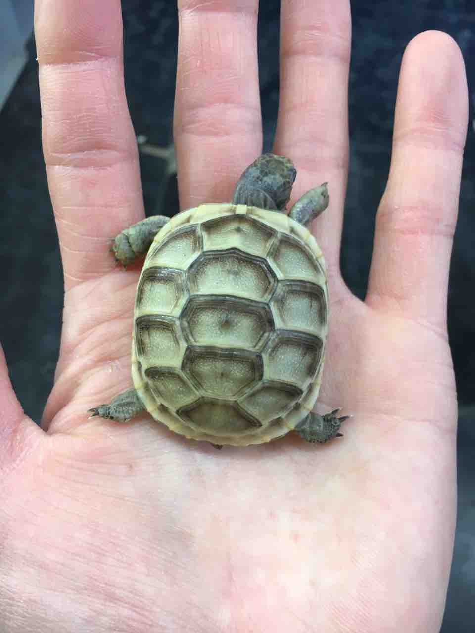 リクガメ新入荷 ベビーたくさん 爬虫類倶楽部大宮店公式ブログ