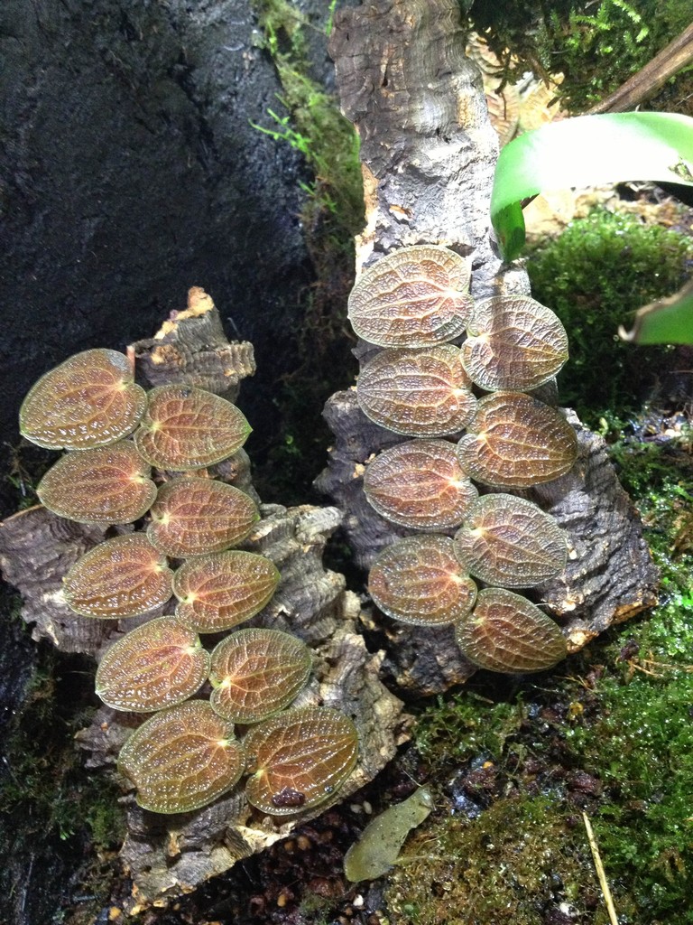 珍植物とブロメリア 爬虫類倶楽部大宮店公式ブログ 珍植物とブロメリア 爬虫類倶楽部大宮店公式ブログ