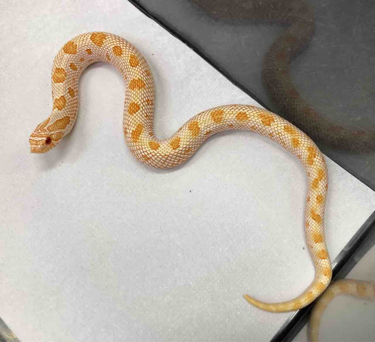 まだまだこんな子もいます ヘビ 在庫紹介 爬虫類倶楽部大宮店公式ブログ