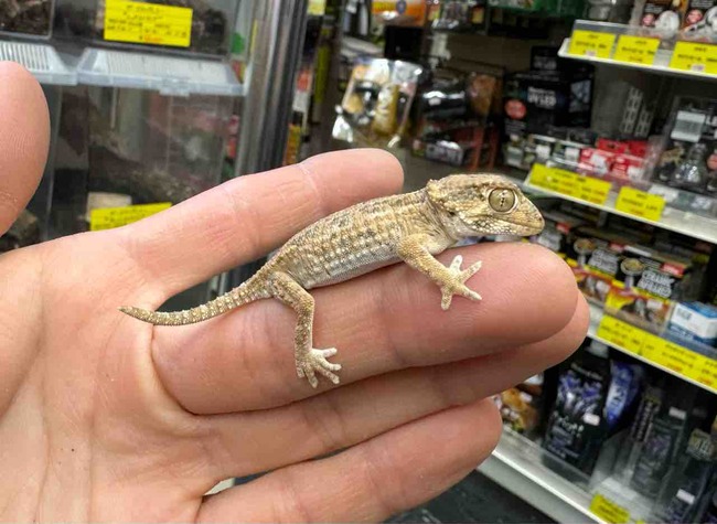 FullSizeRender