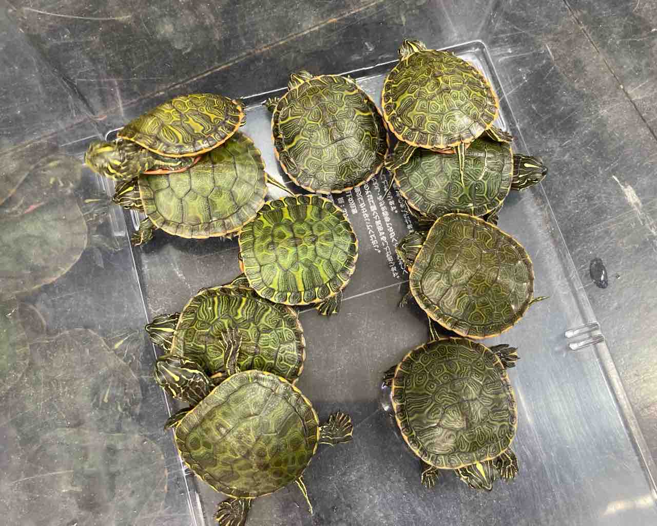 カメ 新入荷 この時期はカメが飼いたくなる 爬虫類倶楽部大宮店公式ブログ