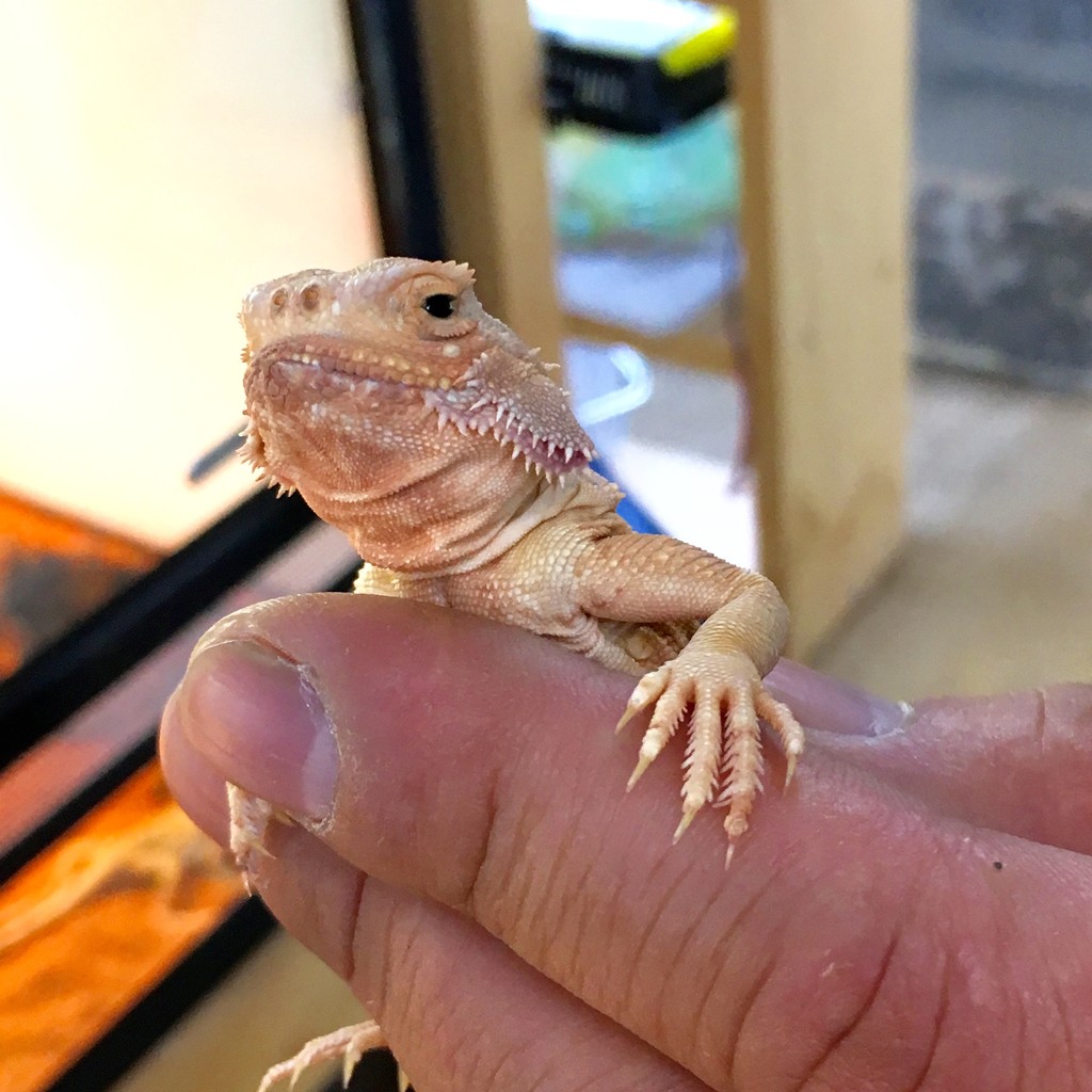 ひらひら付きと孔雀なトカゲとカマキリ アメリカ便 ニューギニア便 爬虫類倶楽部大宮店公式ブログ