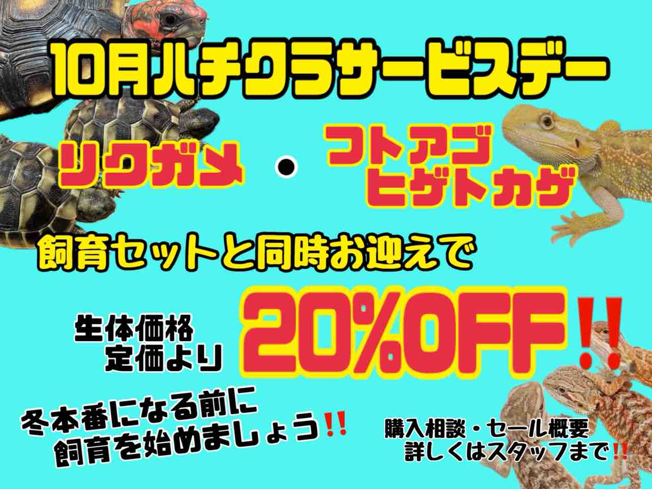 【るるこ】フトアゴヒゲトカゲ飼育セット①② るるこ】フトアゴヒゲトカゲ飼育セット①② チャーム（ペット