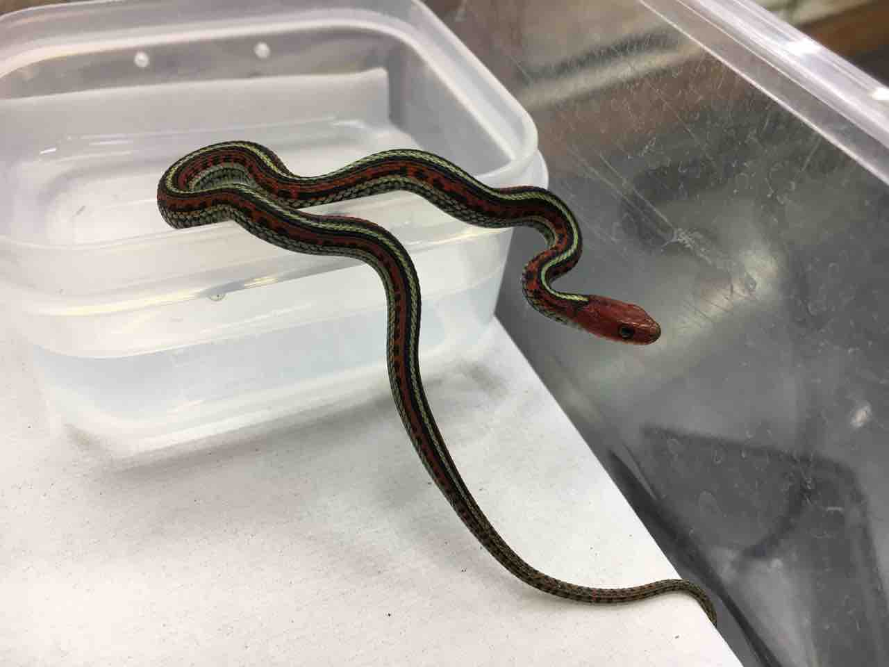 ヘビ 蟲 新入荷 久々ガータースネーク カマキリとかも 爬虫類倶楽部大宮店公式ブログ