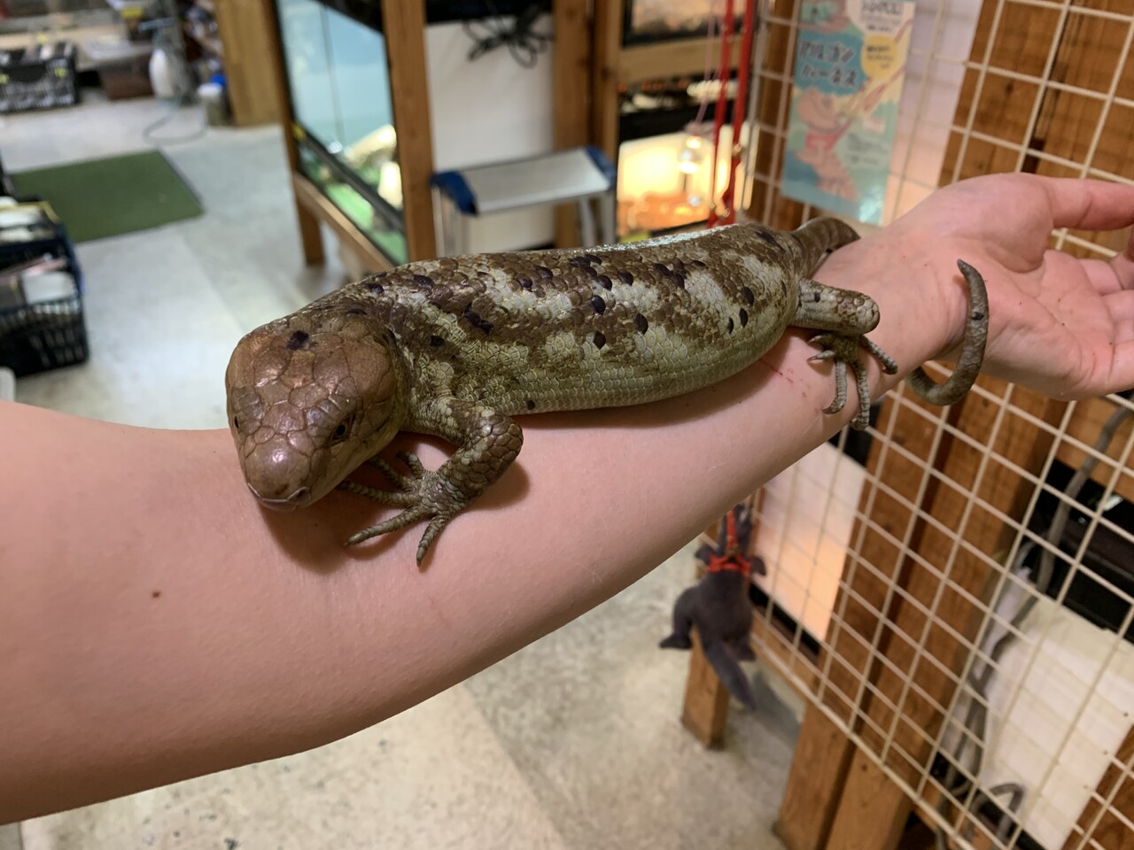 トカゲ新入荷 モニター オマキなど 爬虫類倶楽部大宮店公式ブログ