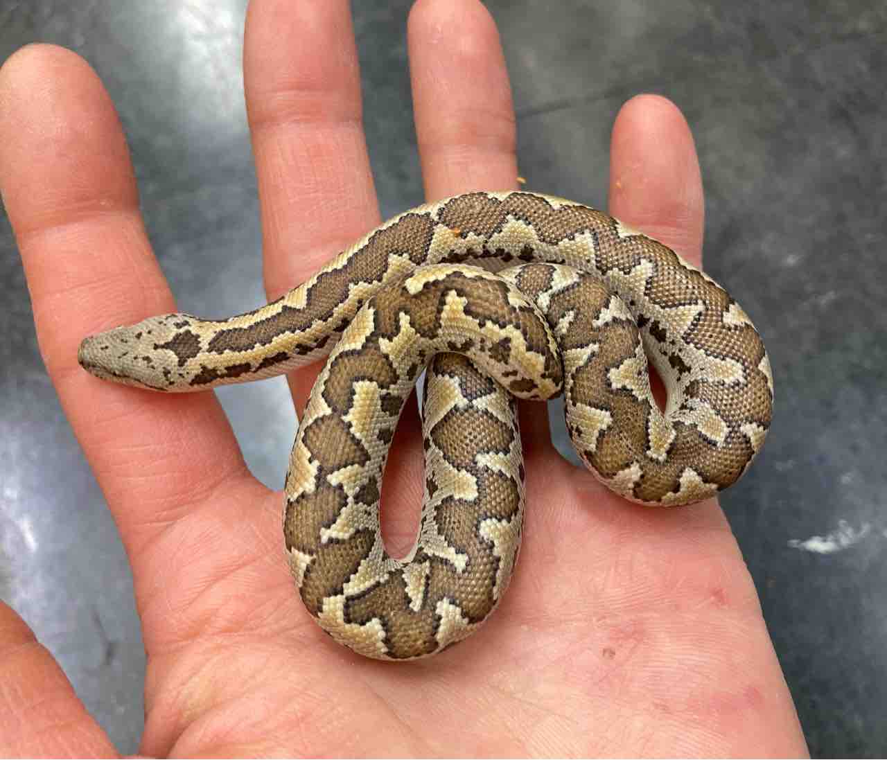 カメ ヘビ 新入荷 ゾウガメやドイツ便など 爬虫類倶楽部大宮店公式ブログ