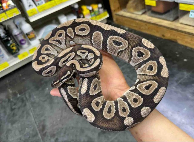 FullSizeRender