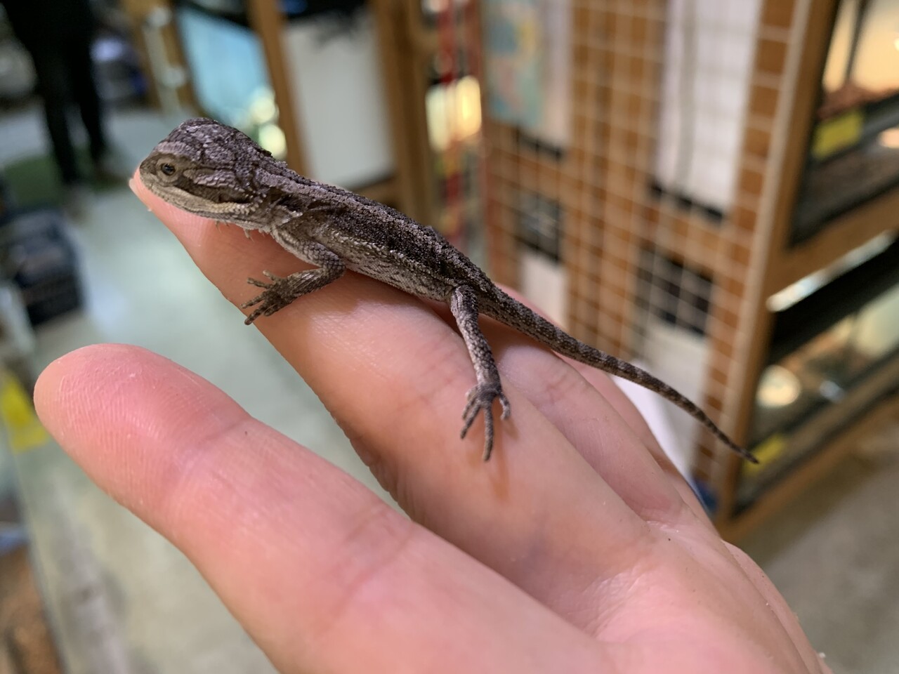 トカゲ新入荷 イワトカゲ モニターなど 爬虫類倶楽部大宮店公式ブログ トカゲ新入荷 イワトカゲ モニターなど 爬虫類倶楽部大宮店公式ブログ