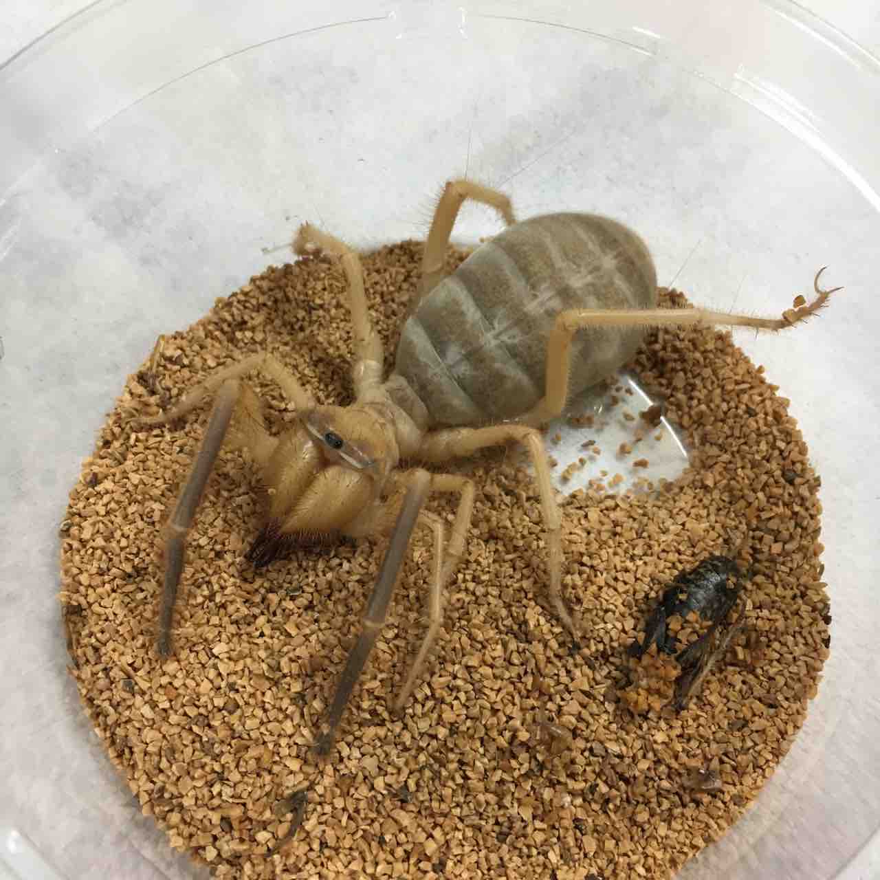 奇蟲 新入荷 ヒヨケムシにドイツcbタランチュラ 爬虫類倶楽部大宮店公式ブログ 奇蟲 新入荷 ヒヨケムシにドイツcbタランチュラ 爬虫類倶楽部大宮店公式ブログ