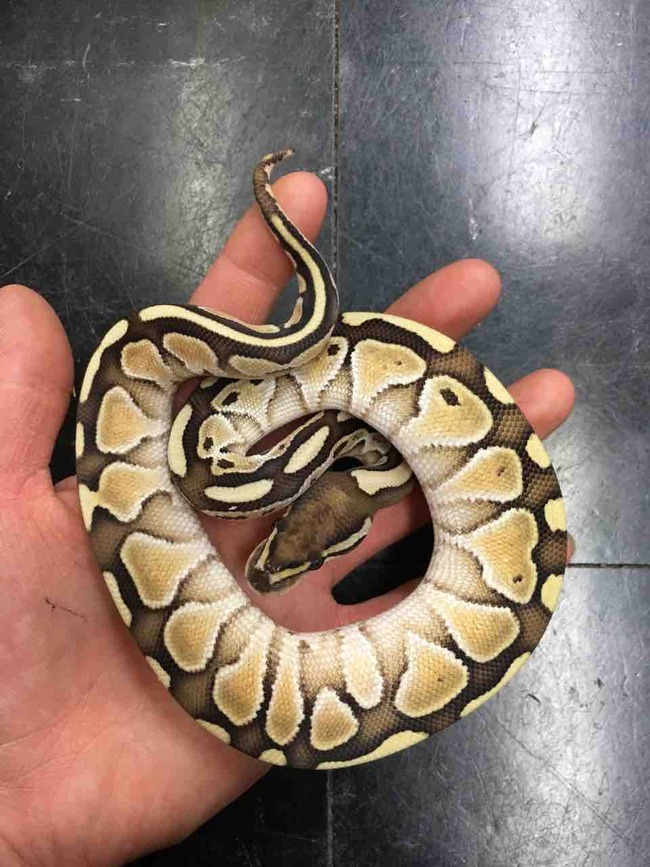 FullSizeRender