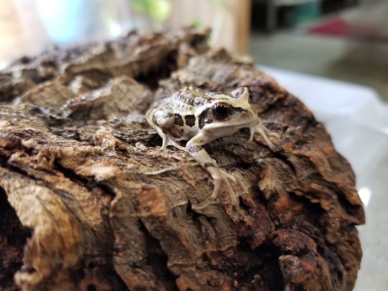 両生類新入荷 フクロアマガエル アルプスイモリ 爬虫類倶楽部大宮店公式ブログ 両生類新入荷 フクロアマガエル アルプスイモリ 爬虫類倶楽部大宮店公式ブログ