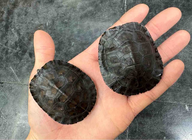 FullSizeRender