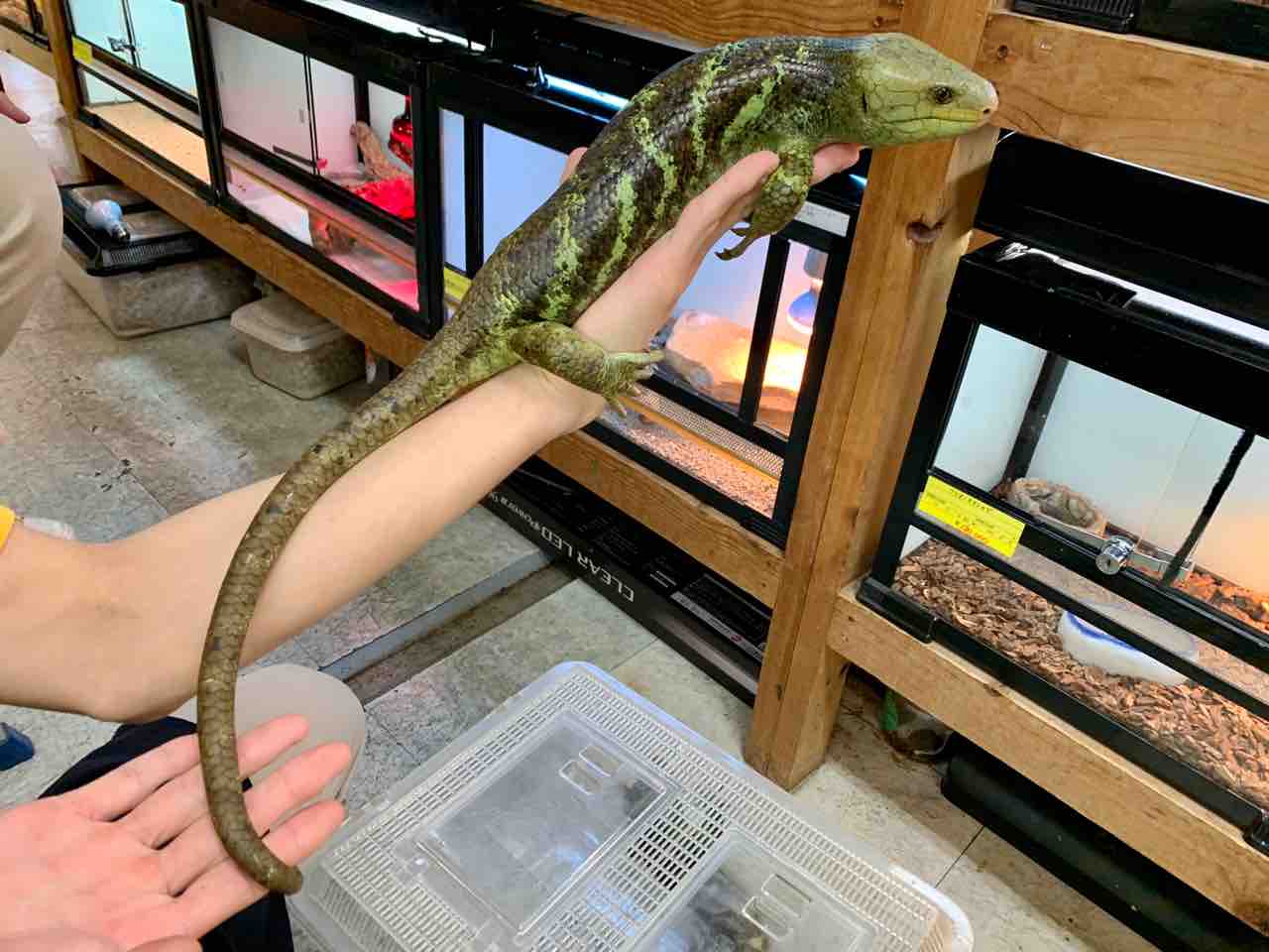 オマキ来ました 爬虫類倶楽部大宮店公式ブログ