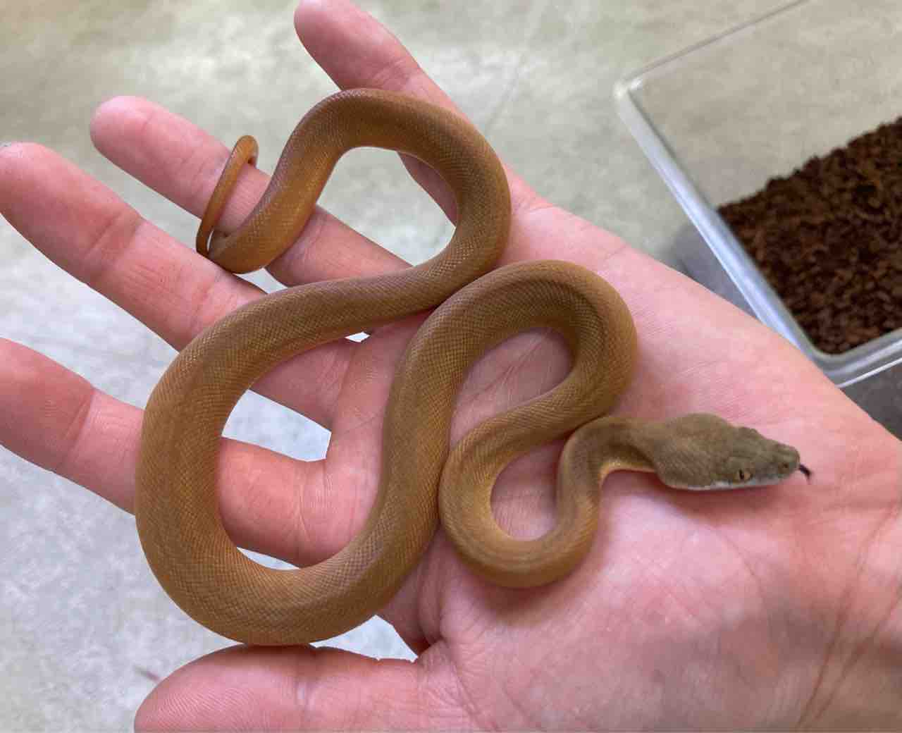 ヘビ ヤモリ 新入荷 ドイツ便 アメリカ便 A Bigなレオパも色々と 爬虫類倶楽部大宮店公式ブログ ヘビ ヤモリ 新入荷 ドイツ便 アメリカ便 A Bigなレオパも色々と 爬虫類倶楽部大宮店公式ブログ