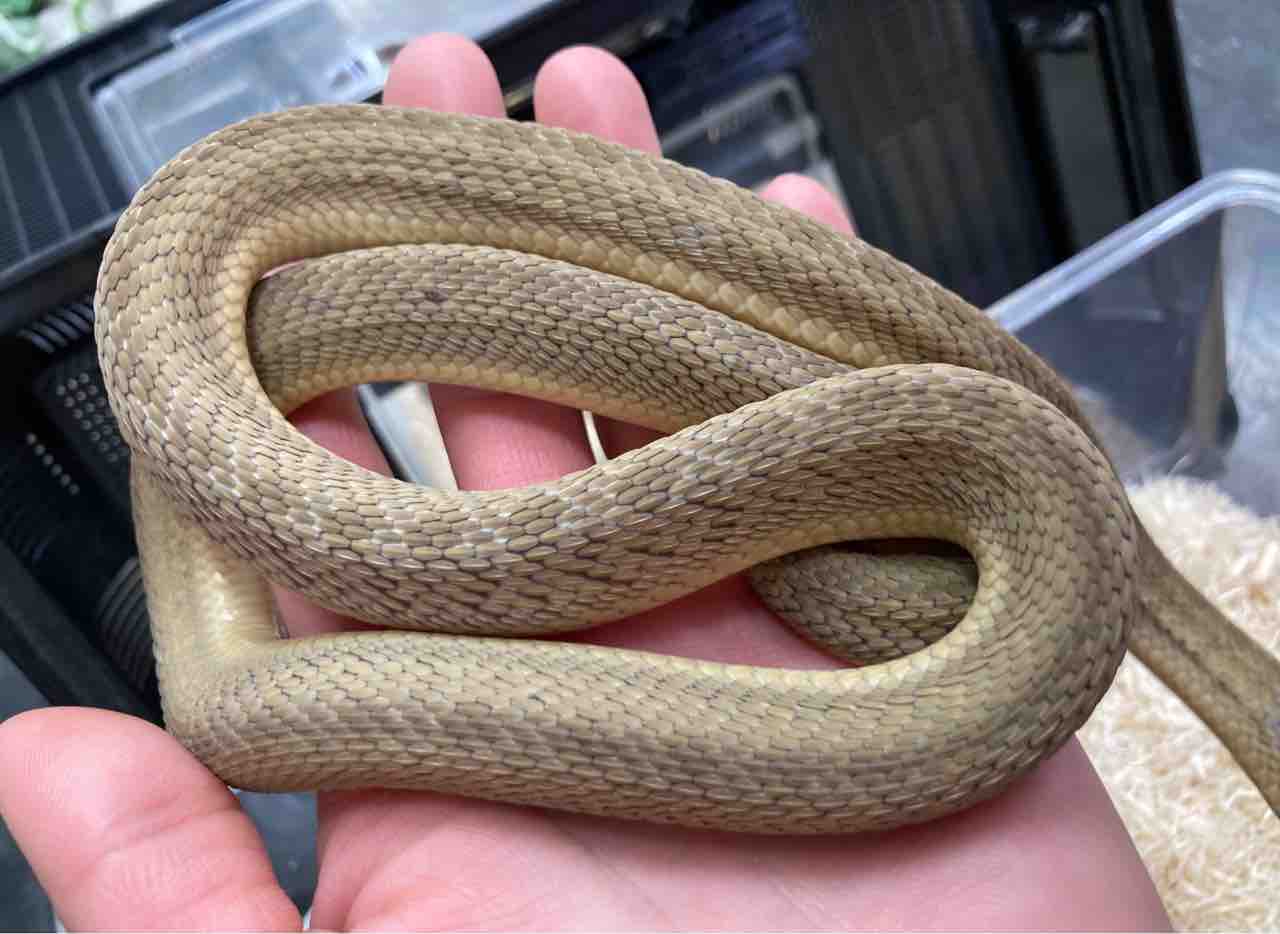 ヘビ カメ 新入荷 爬虫類倶楽部大宮店公式ブログ ヘビ カメ 新入荷 爬虫類倶楽部大宮店公式ブログ