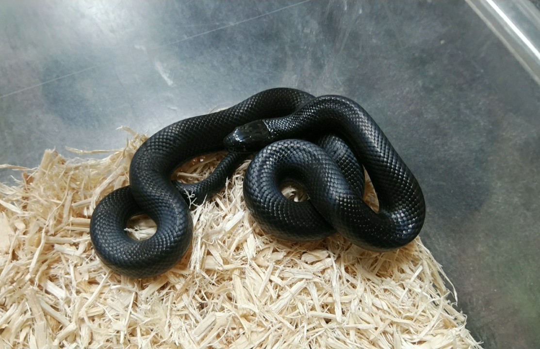 ヘビ カメ新入荷 爬虫類倶楽部大宮店公式ブログ