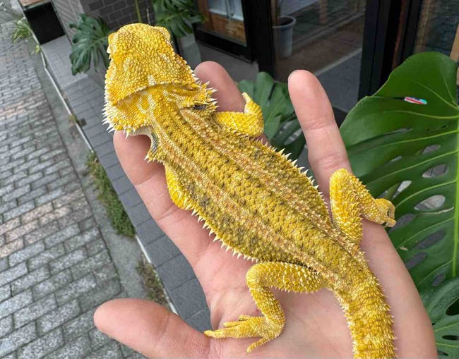 FullSizeRender