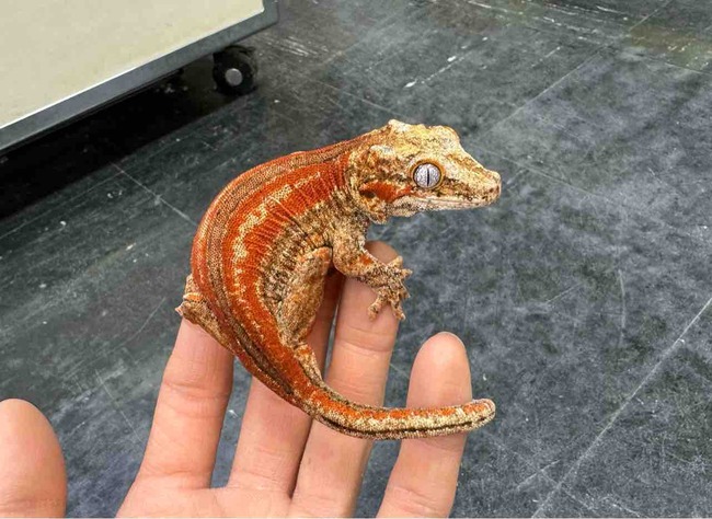 FullSizeRender