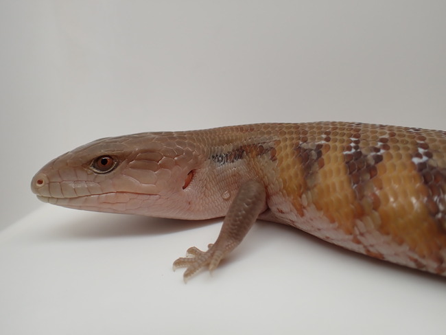 P6204134