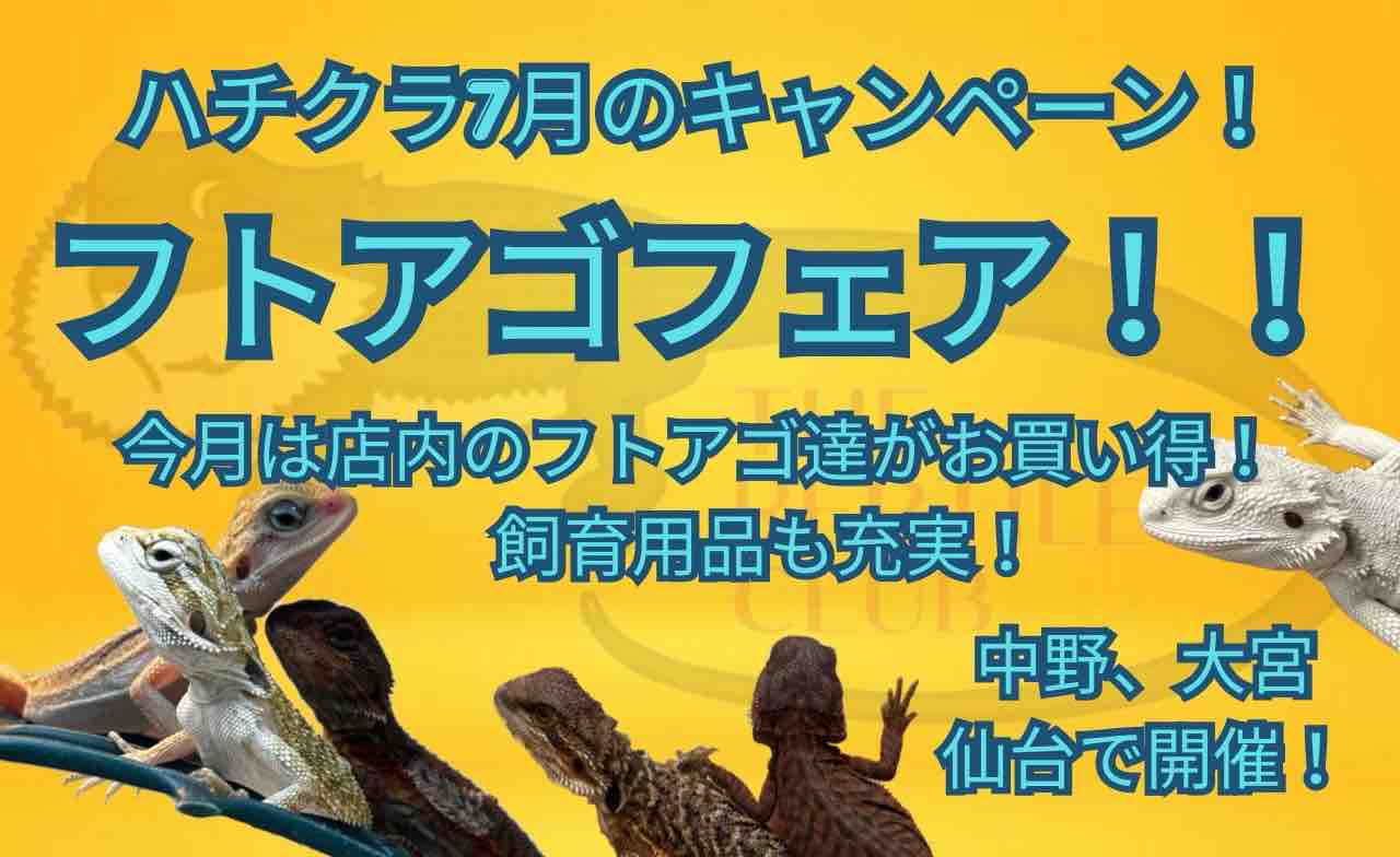 フトアゴ新入荷！7月限定フトアゴフェア開催中！ : 爬虫類倶楽部大宮店