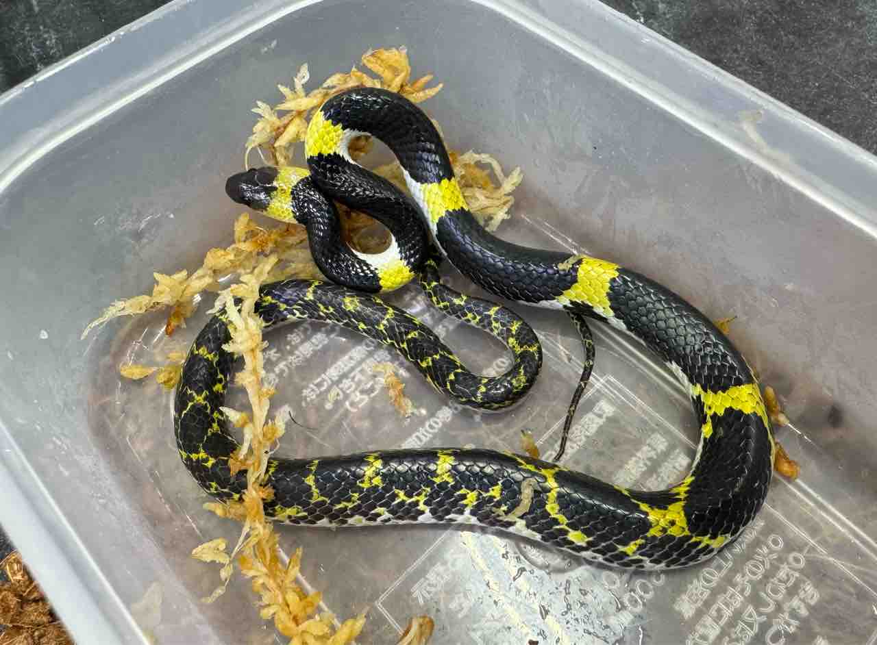 ヘビ新着！国内飼い込み色々！＋ベトナムや南米便 : 爬虫類倶楽部大宮
