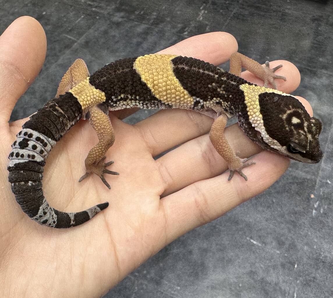 ハープタイル レプリカシリーズ クロイワトカゲモドキ ハープタイル レプリカシリーズ クロイワトカゲモドキ