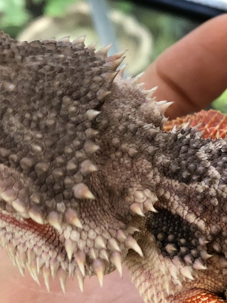 ヒガシアゴヒゲクロス ブルーバー ウィットブリッツ 爬虫類倶楽部大宮店公式ブログ