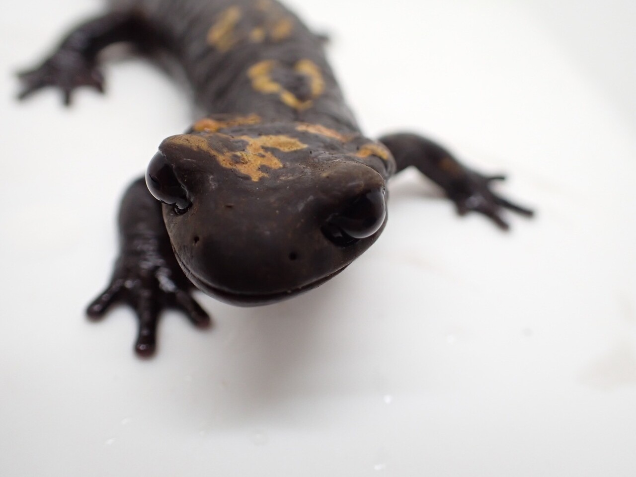 ファイヤーサラマンダーご紹介【大宮店】 | 爬虫類倶楽部