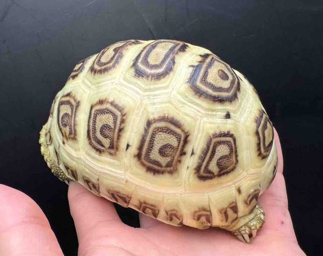 FullSizeRender