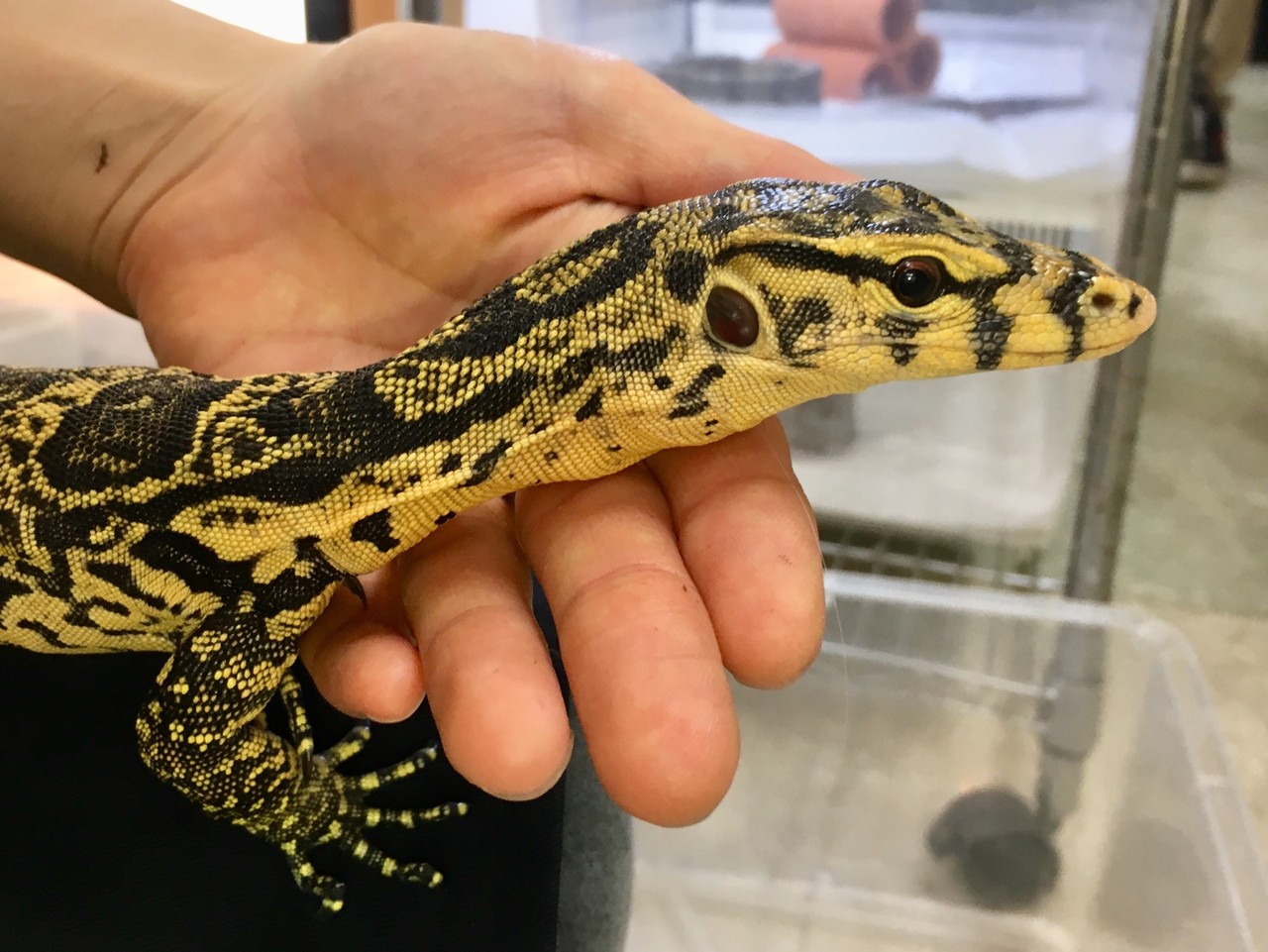 白黒の高貴なトカゲさん達 黄色な方も 爬虫類倶楽部大宮店公式ブログ