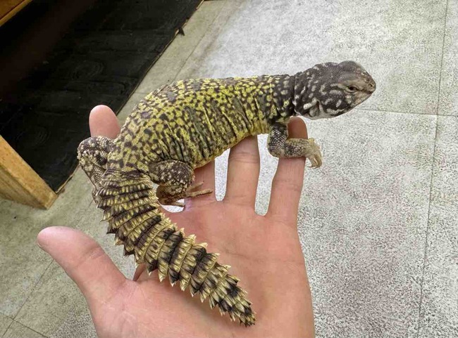 FullSizeRender