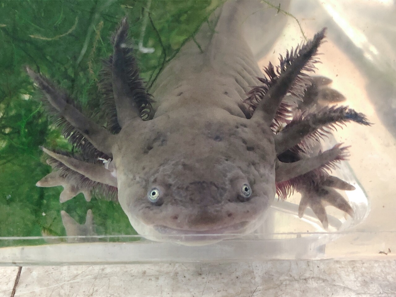 主に サラマンダーたち 爬虫類倶楽部大宮店公式ブログ 主に サラマンダーたち 爬虫類倶楽部大宮店公式ブログ