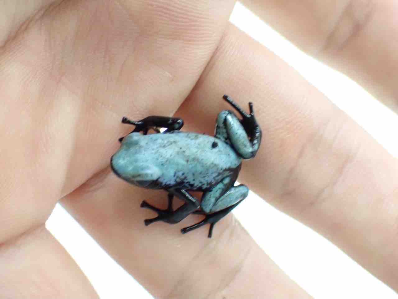 カエル新着‼️激アツ入荷きた🔥🔥 : 爬虫類倶楽部大宮店公式ブログ