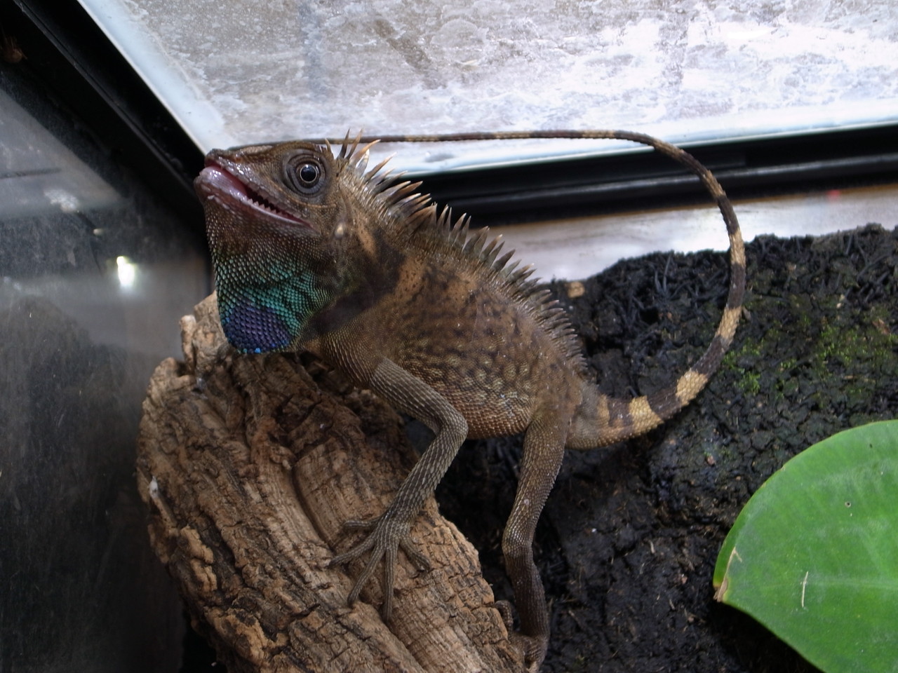 満員 今日からサービスデー 御礼 爬虫類倶楽部大宮店公式ブログ