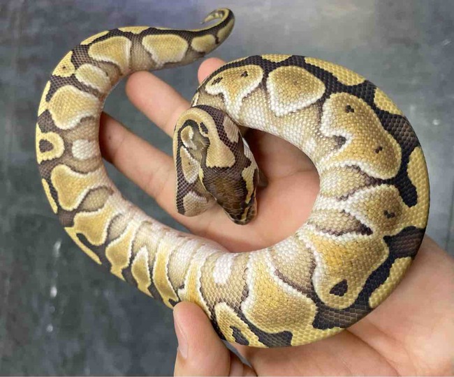 FullSizeRender