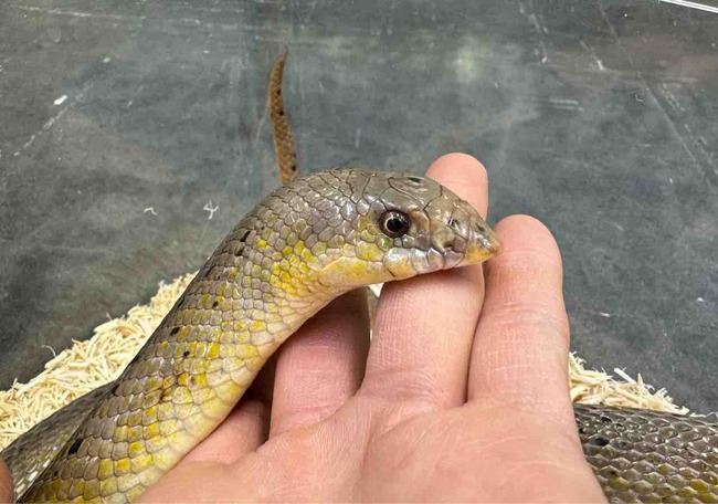 クリムト 海ヘビ クリムト *海蛇Ⅱ