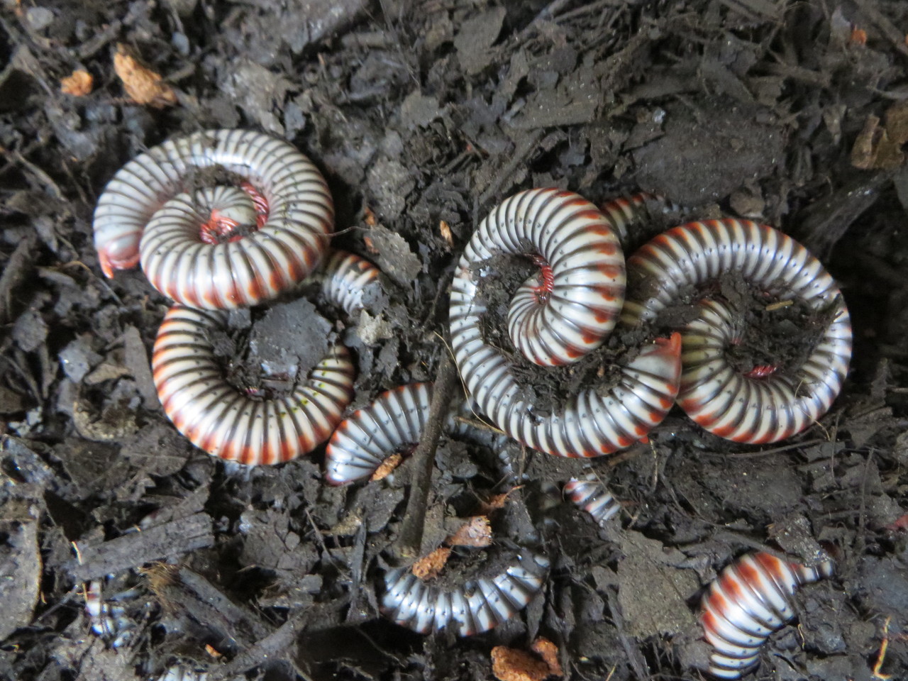 今週 金土日は 白黒テグーとヤスデ ハチクラサービスデー 爬虫類倶楽部大宮店公式ブログ