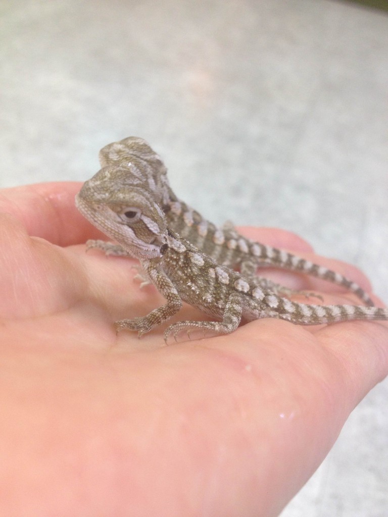 初めまして ヒメキンスドラゴンです 爬虫類倶楽部大宮店公式ブログ 初めまして ヒメキンスドラゴンです 爬虫類倶楽部大宮店公式ブログ