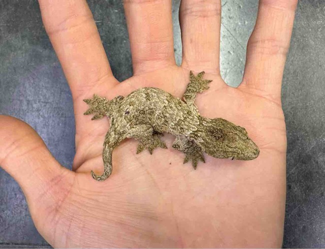 FullSizeRender