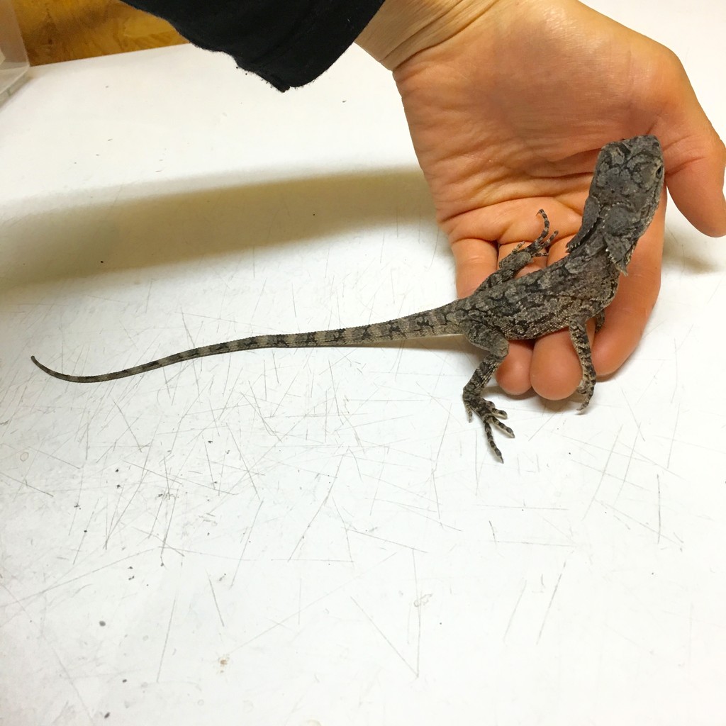ひらひら付きと孔雀なトカゲとカマキリ アメリカ便 ニューギニア便 爬虫類倶楽部大宮店公式ブログ