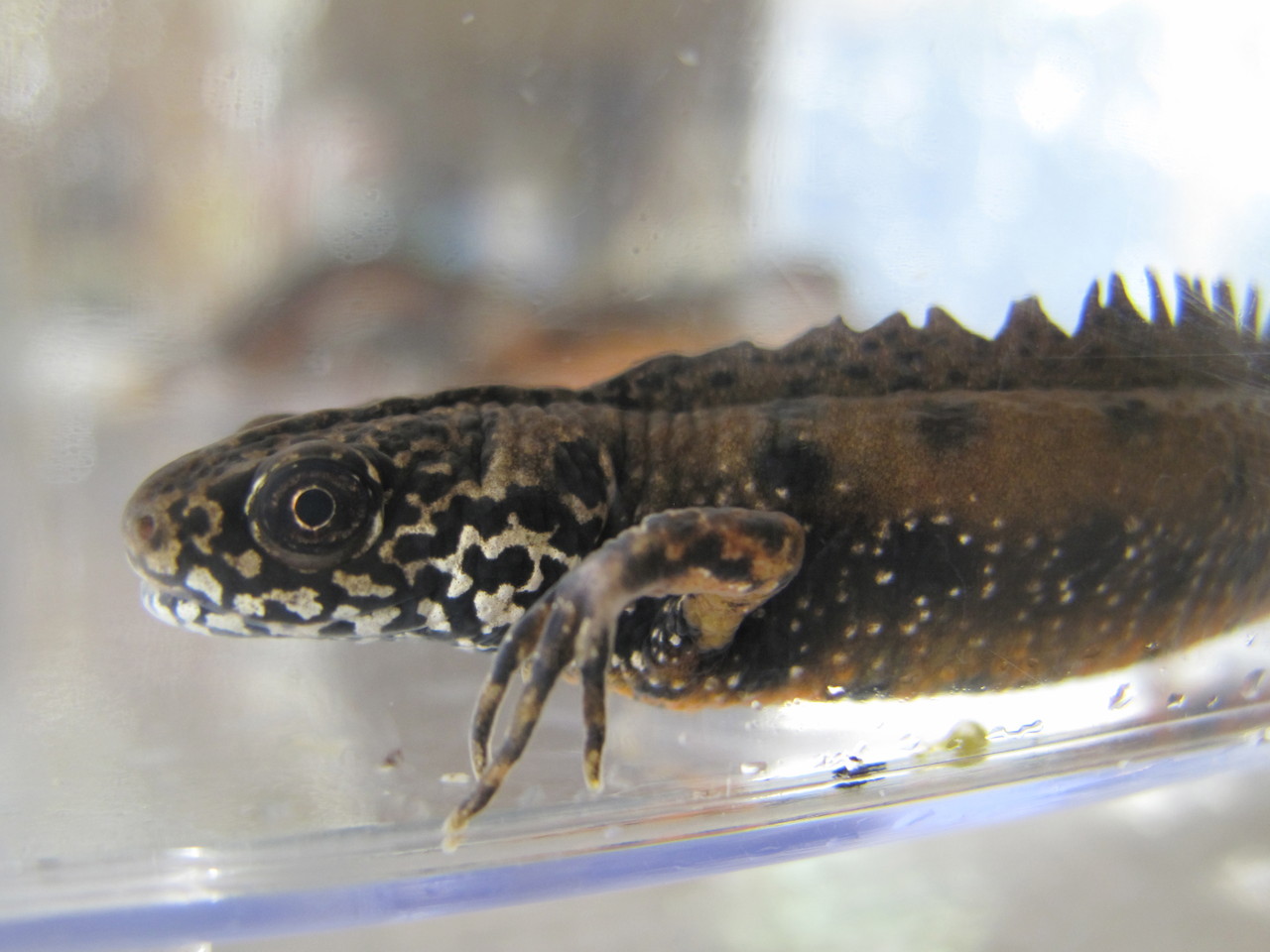 両生類と 来ました 爬虫類倶楽部大宮店公式ブログ 両生類と 来ました 爬虫類倶楽部大宮店公式ブログ