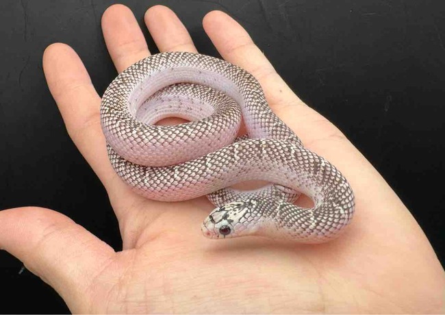 FullSizeRender