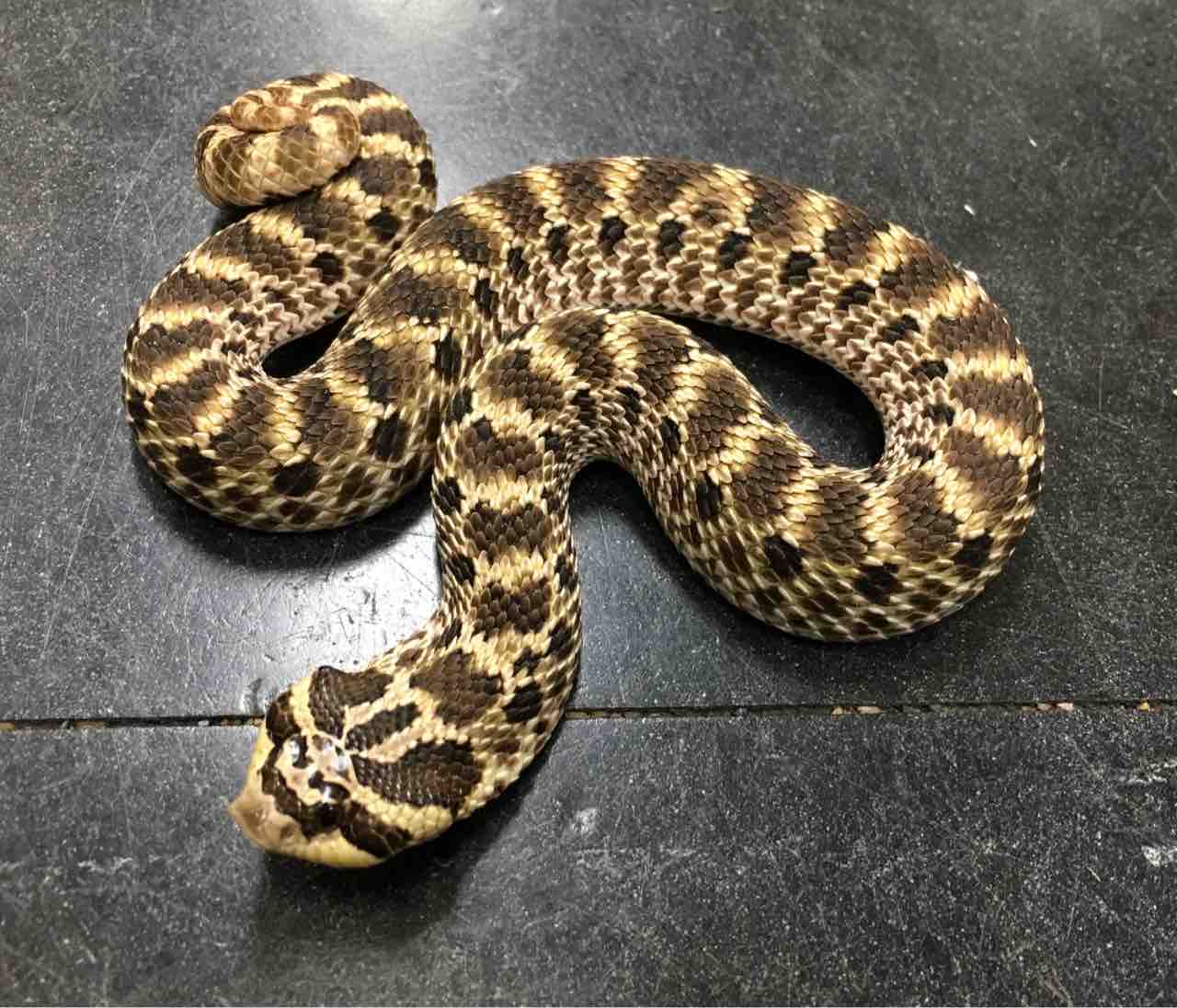 ヘビ 新入荷 と大きめシシバナの在庫紹介 爬虫類倶楽部大宮店公式ブログ