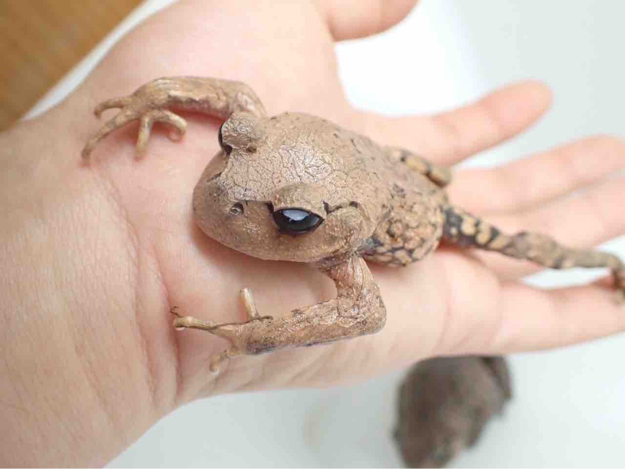 ガマガエルページ カエル新着🐸シュファクス！ : 爬虫類倶楽部大宮店公式ブログ