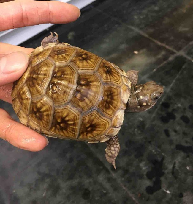 【カメ】 カメ元気 カメの底砂 2.5kg | ジェックス株式会社