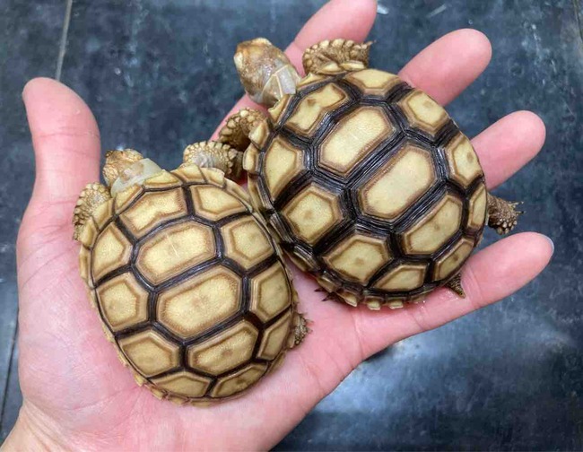 FullSizeRender