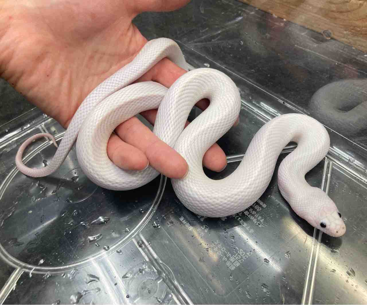 ヘビ 新入荷 努力の賜物 国内cb 色変ミズヘビいろいろ 爬虫類倶楽部大宮店公式ブログ