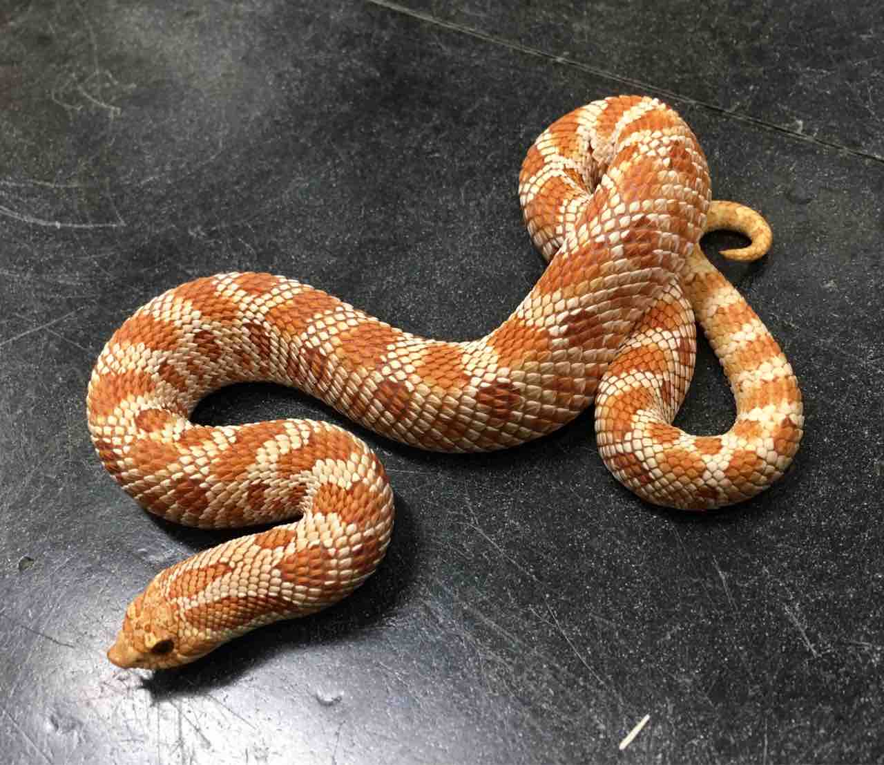 ヘビ 新入荷 と大きめシシバナの在庫紹介 爬虫類倶楽部大宮店公式ブログ