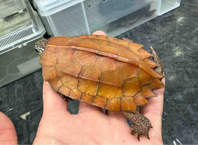 FullSizeRender